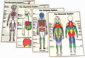 Elementary Anatomy Charts